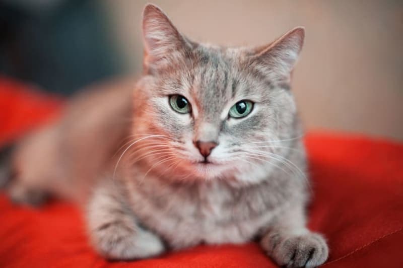 How Long Can You Leave a Cat Alone? How Long Can You Leave a Cat Alone?