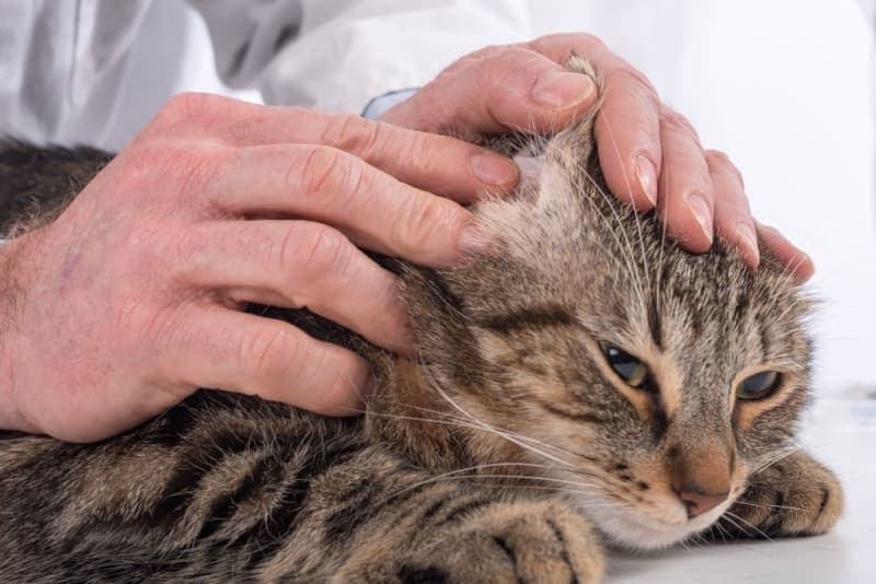 Aural Hematoma in Cats: When Is Surgery Needed? Aural Hematoma in Cats: When Is Surgery Needed?